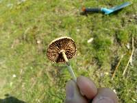 Protostropharia semiglobata image