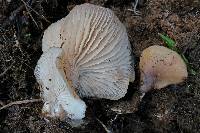 Clitocybe fragrans image