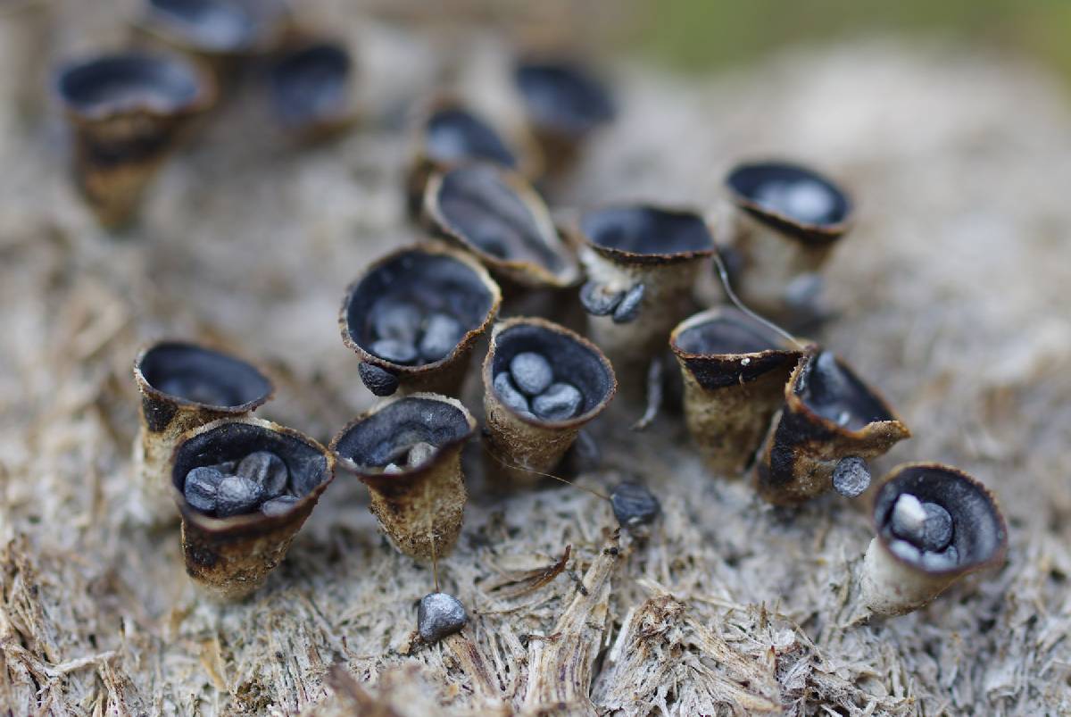 Cyathus pygmaeus image