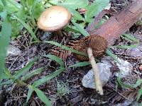 Agrocybe acericola image