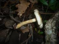 Agaricus comtulus image