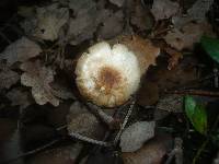 Agaricus comtulus image