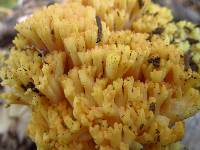 Ramaria vinosimaculans image