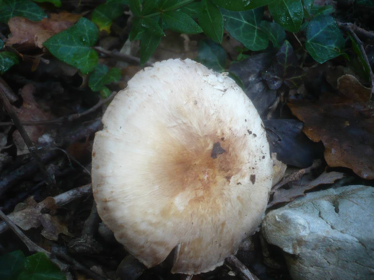 Agaricus phaeolepidotus image