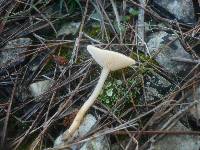 Clitocybe agrestis image