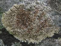 Lecanora muralis image