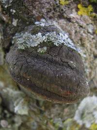 Phellinus pomaceus image