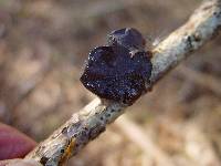 Exidia truncata image
