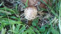 Chlorophyllum rachodes image