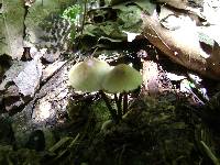 Mycena inclinata image