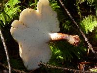 Polyporus leptocephalus image