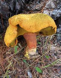 Buchwaldoboletus lignicola image