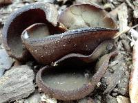 Peziza phyllogena image