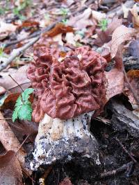 Gyromitra caroliniana image