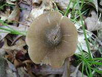 Entoloma strictius image