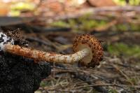 Austroboletus rarus image