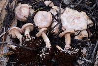 Clitocybe albirhiza image