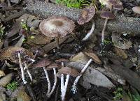 Psathyrella bipellis image