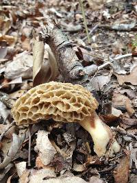 Morchella esculentoides image