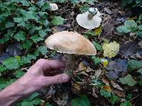 Leccinum duriusculum image