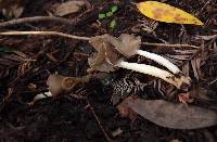 Helvella compressa image