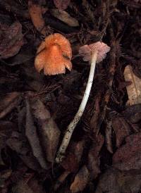 Hygrocybe calyptriformis var. calyptriformis image