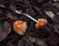 Hygrocybe calyptriformis var. calyptriformis image