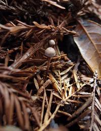 Micromphale sequoiae image