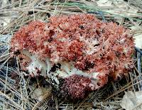 Ramaria rubripermanens image