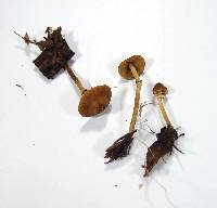 Conocybe rugosa image