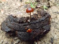 Psilocybe coprophila image