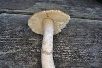 Amanita porphyria image