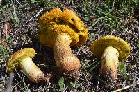 Boletus luridellus image