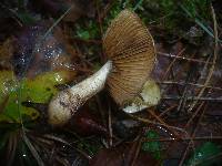 Cortinarius talus image