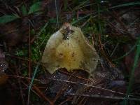 Cortinarius talus image