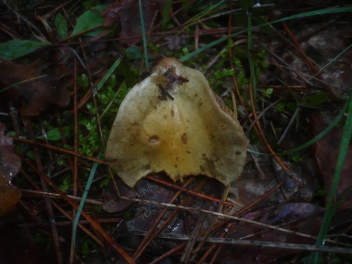 Cortinarius talus image