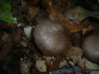 Cortinarius infractus image