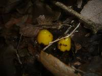 Hygrocybe persistens image