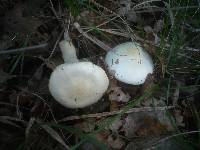 Hygrophorus cossus image