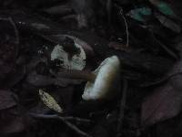 Inocybe tenebrosa image