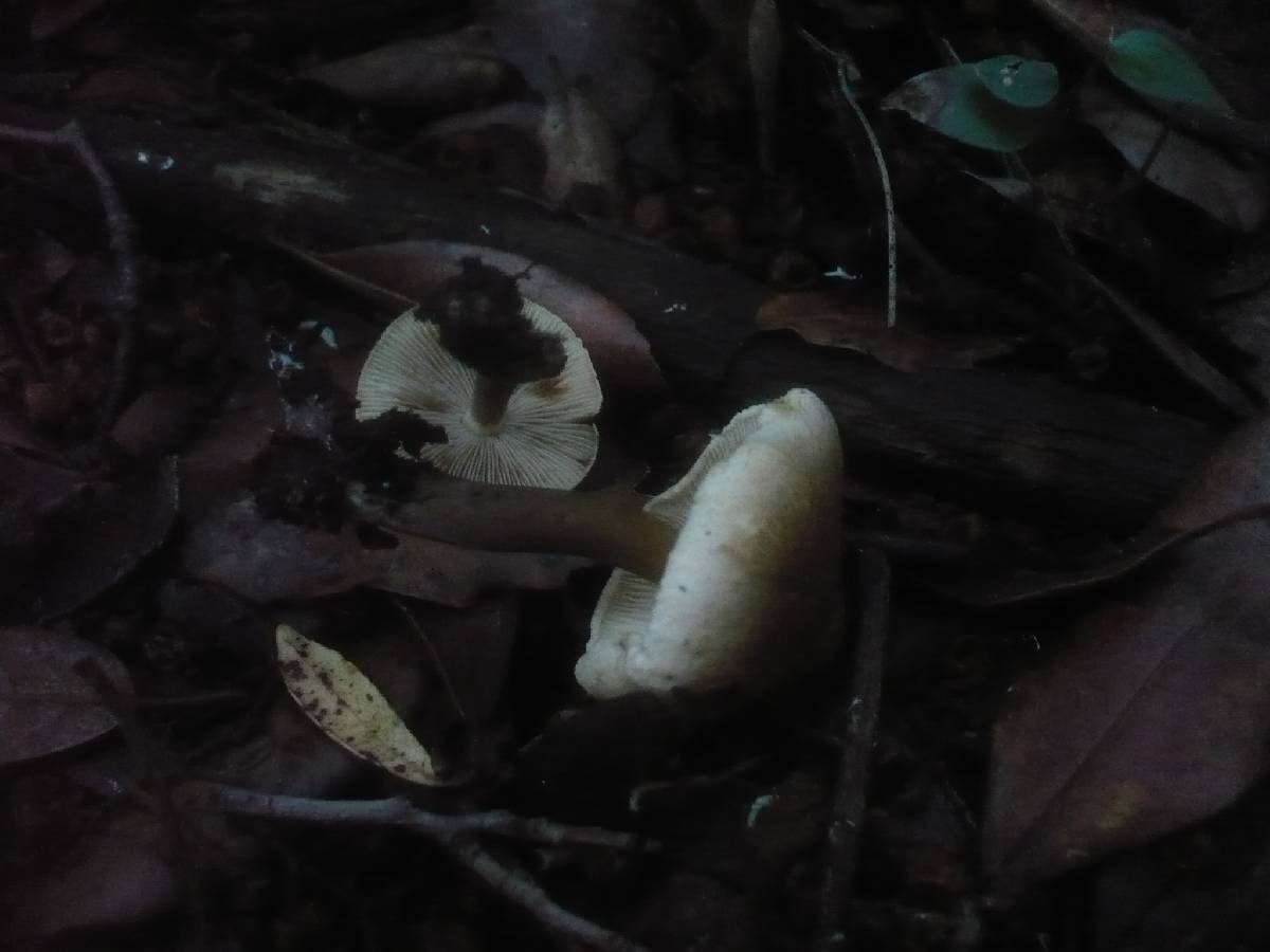 Inocybe tenebrosa image