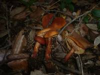 Lactarius fulvissimus image