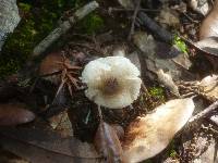 Lepiota forquignonii image