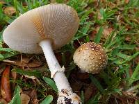 Amanita multisquamosa image