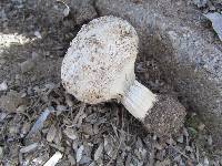 Agaricus texensis image