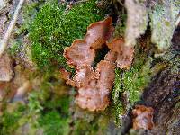 Hymenochaete rubiginosa image