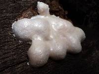 Reticularia lycoperdon image