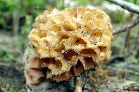 Morchella esculentoides image