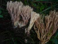 Ramaria eumorpha image