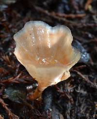 Podoscypha petalodes ssp. floriformis image